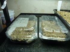 Click to enlarge image