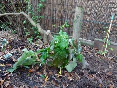 Click to enlarge image