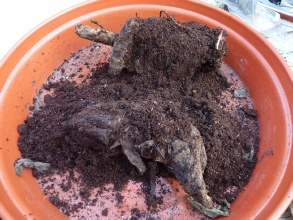 Click to enlarge image