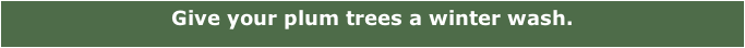 Give your plum trees a winter wash.