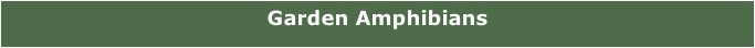 Garden Amphibians