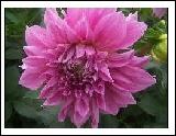 More Dahlia Flowers