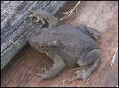 Toads