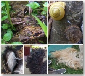 Frogs and Snails