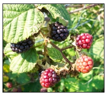 Pruning Blackberries
