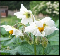 Growing Planting potatoes