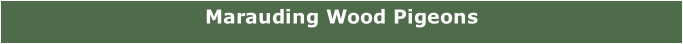 Marauding Wood Pigeons