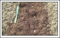 Sowing Seeds - Part 1