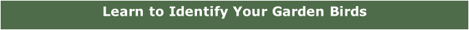 Learn to Identify Your Garden Birds
