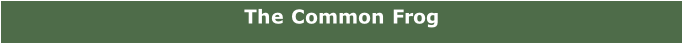 The Common Frog