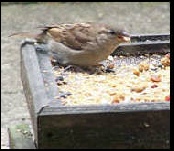 Feed the Birds