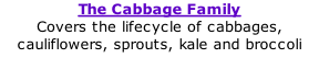 The Cabbage Family Covers the lifecycle of cabbages, cauliflowers, sprouts, kale and broccoli