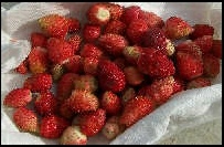 Growing Alpine Strawberries