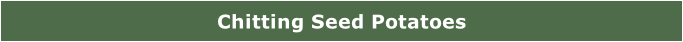 Chitting Seed Potatoes