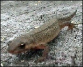 Newts