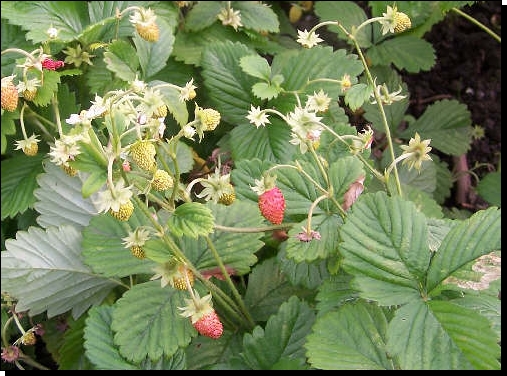 Growing Alpine Strawberries