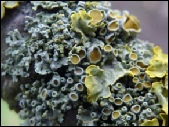 Lichen