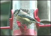 Blue tit