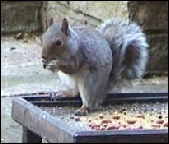Squirrel