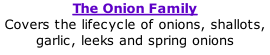 The Onion Family Covers the lifecycle of onions, shallots, garlic, leeks and spring onions
