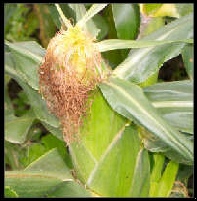 Growing sweet corn
