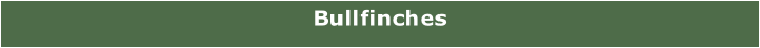 Bullfinches
