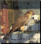 Sparrowhawks