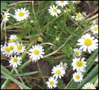 Know your weeds