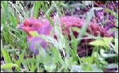Partridge