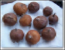 Growing Medlars