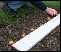 Growing Onions