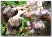 Growing garlic