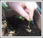   Pricking out seedlings