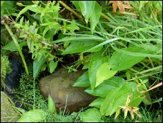 Puddle Pond