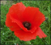 Wild Flowers